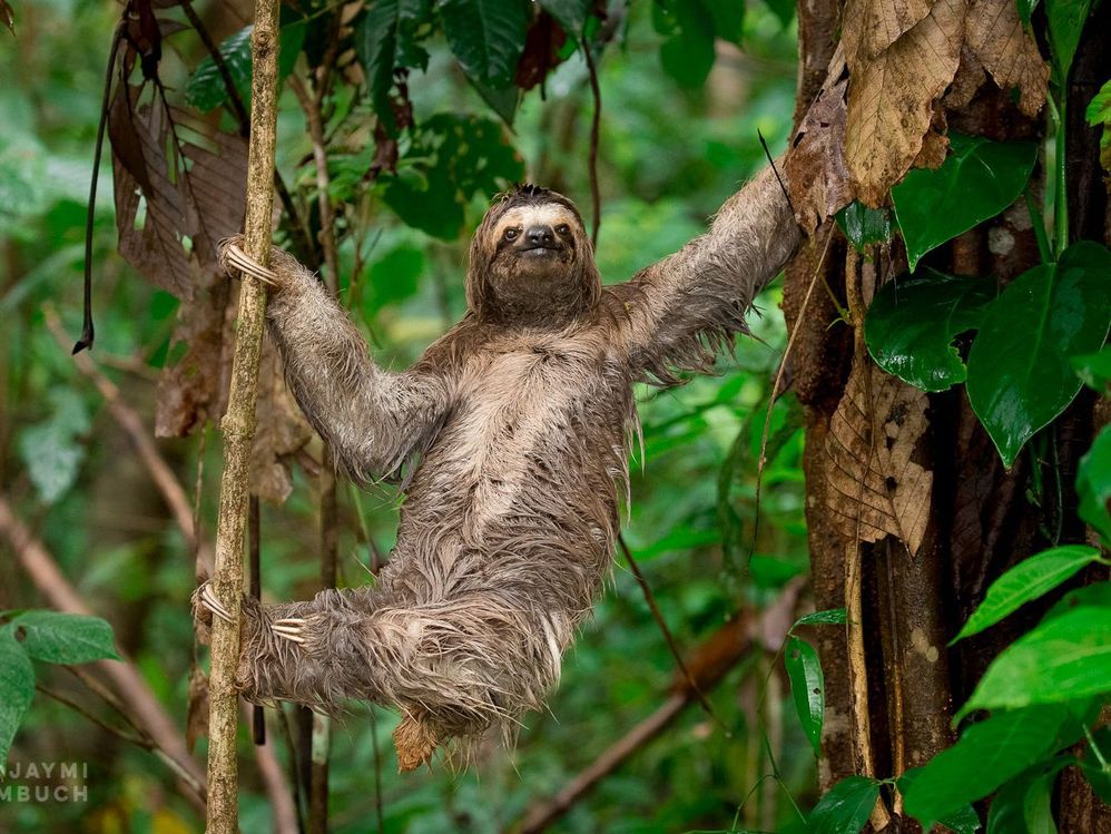 Sloth 4 .jpg