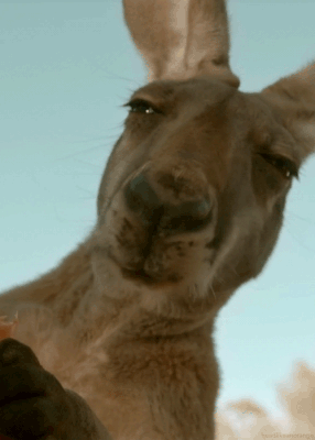 original.gif