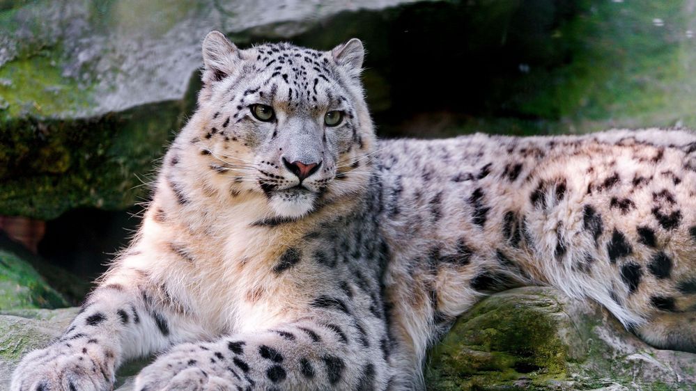 snow_leopard_big_cat_carnivore_lay_59922_1920x1080.jpg