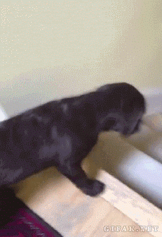 stair-surfing.gif