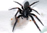 OSS big black spider.jpg