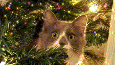Christmas_Cats_Animated_Gif-1.gif