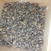 Bee Cocoons
