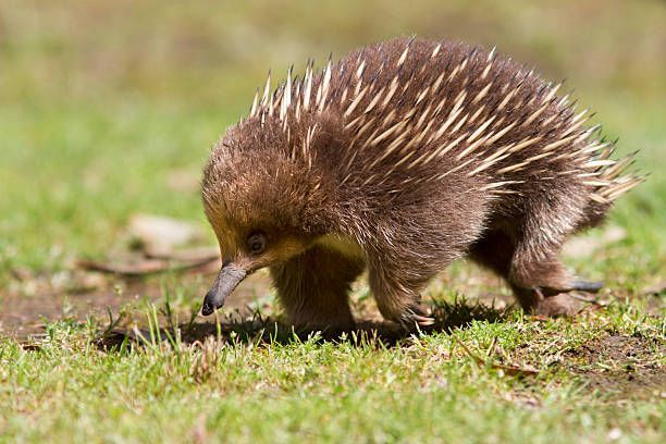 Echidna.jpg