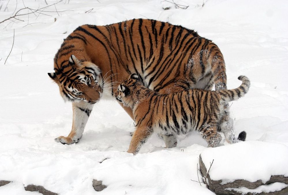 tigers-67577_1280.jpg