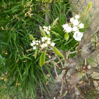 Pear Blossom