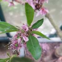 Nectarine Blossom