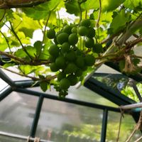 Black Hamburgh grapes growing