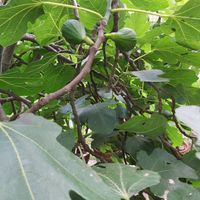 Figs growing