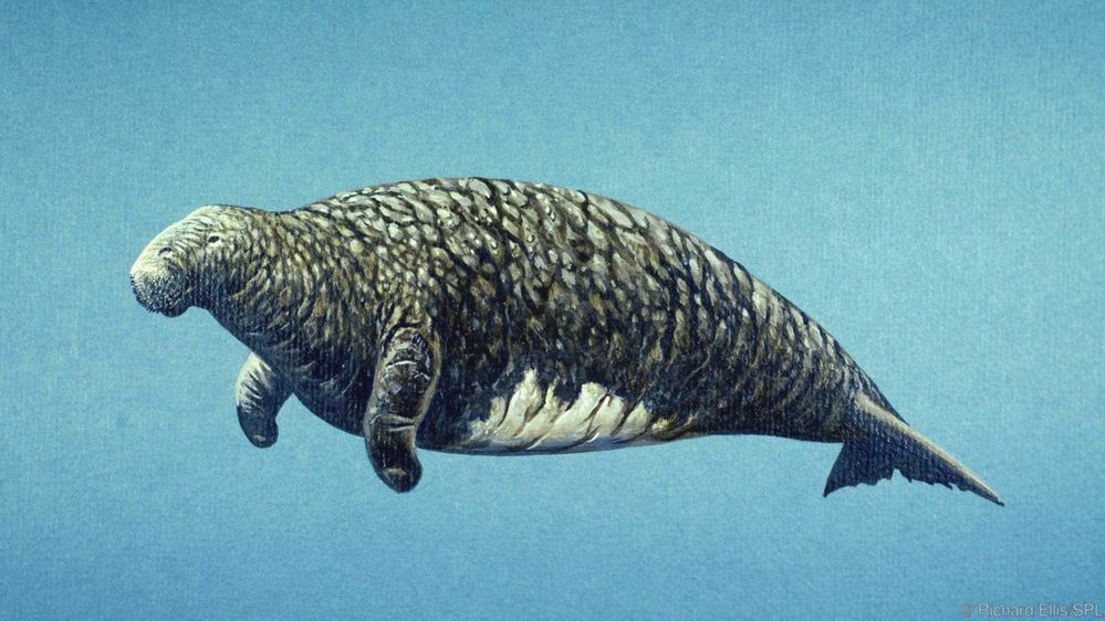 stellers sea cow.jpg