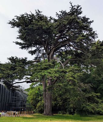 Salisbury registry office tree.jpg