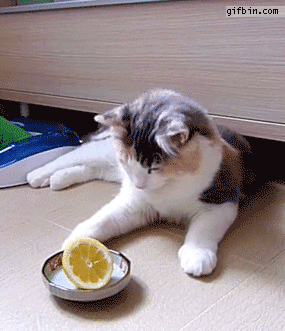 Cleoriff_0-1692643288417.gif