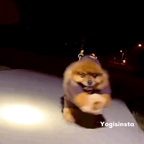 giphy (3).gif
