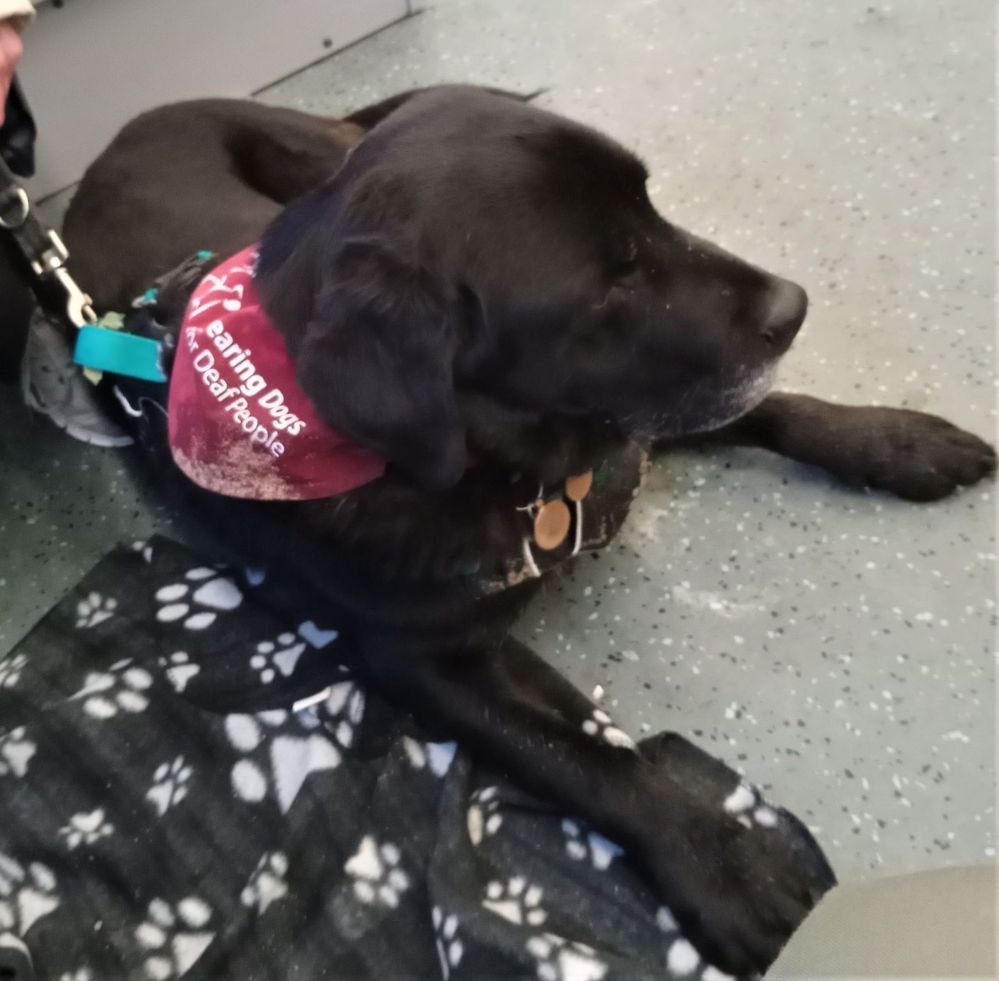 Loki, My Sound support Dog on the train
