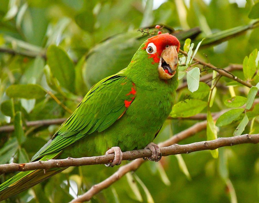 HAPPY PARROT.jpg