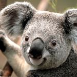 koala321