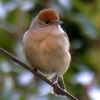 female black cap bird.jpg