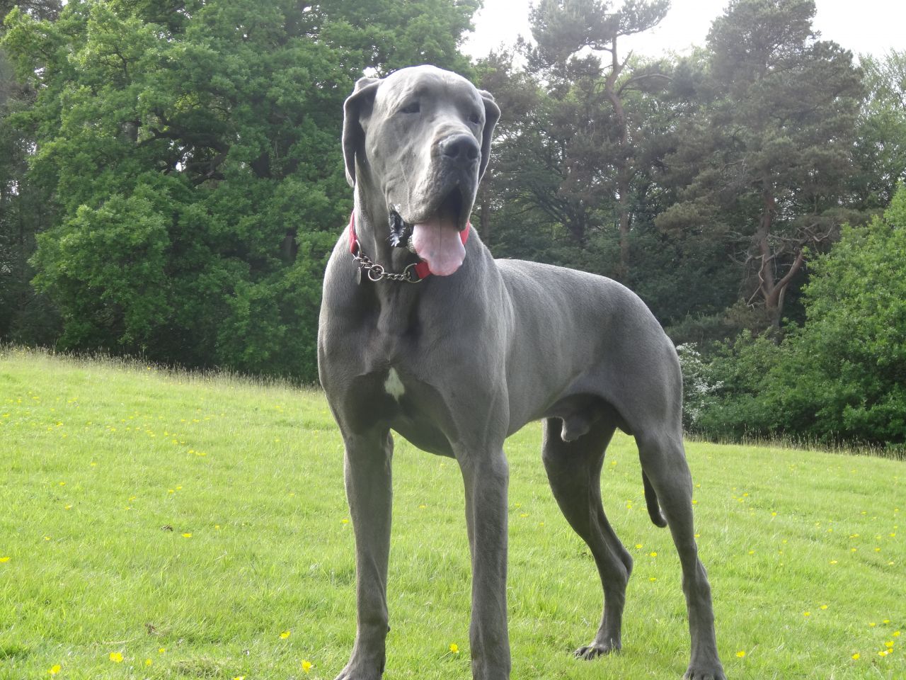 Great Dane