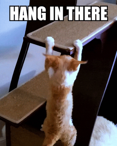 giphy (5).gif