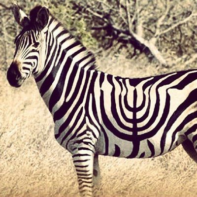 Zebra.jpg