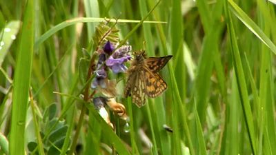 _107574819_butterfly1_e.jpg.jpg