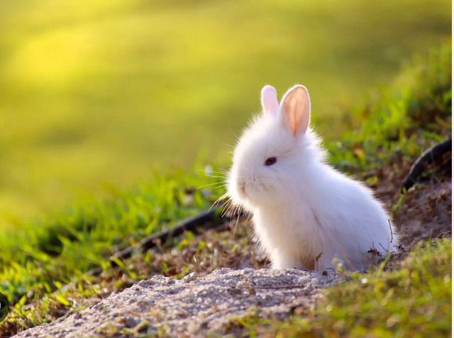white rabbits 25.png