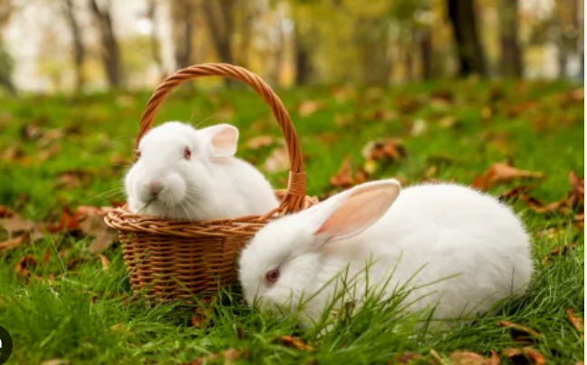 White rabbit March.png