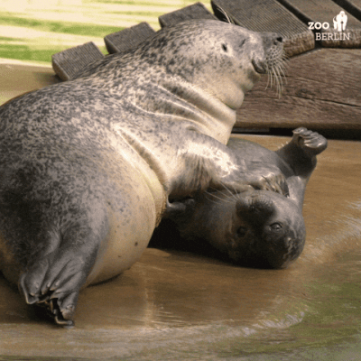 Cleoriff_0-1747222130203.gif