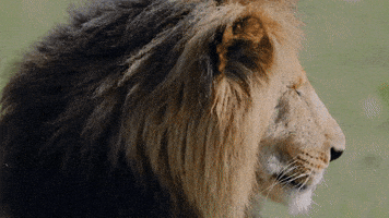 Cleoriff_0-1750072653982.gif