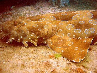 Spotted_wobbegong.jpg