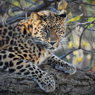 Amur-Leopard-01-01.jpg
