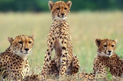cheetah-roger-de-la-harpe-590x390.jpg