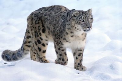 Snow_Leopard_China.jpg