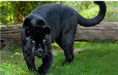 Black jaguar.png