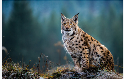 Eura lynx.png