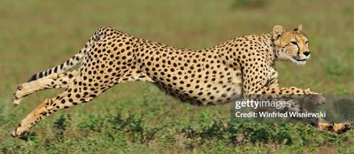 cheetah and 2 cubs.jpg
