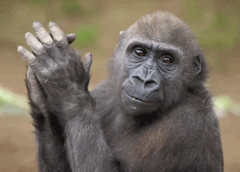 San Diego Lol GIF by San Diego Zoo Wildlife Alliance.gif