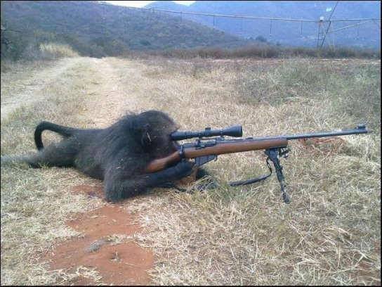 Sniping+monkey_1b39cb_4852613.jpg