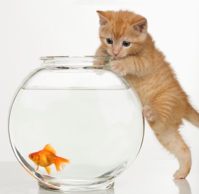 cat-fish.jpg