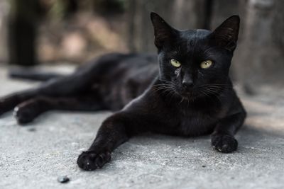 black-cat-names.jpg