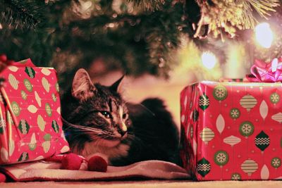 Cat and presents