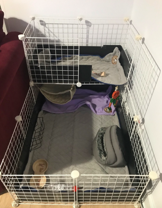 Picture of enclosure for guinea pigs